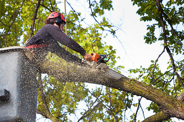 The Steps Involved in Our Tree Care Process in Remlap, AL